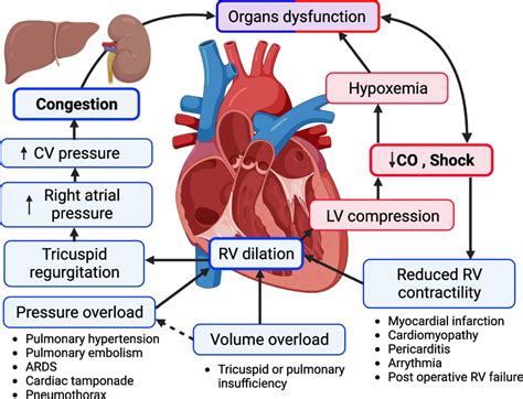 Physiology, Left Ventricular Function 